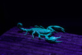 Euscorpius ita&hellip;
