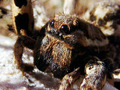 Lycosa tarentu&hellip;