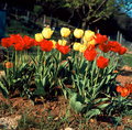 Tulipani