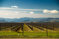 Vinograd