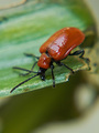 Lilioceris lil&hellip;