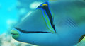 Triggerfish [c&hellip;