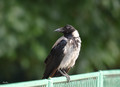 Corvus cornix