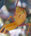 Mantis Religio&hellip;