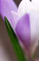 Šafran (Crocus&hellip;