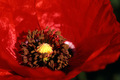 Mak (Papaver a&hellip;