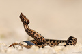Poskok (Vipera&hellip;
