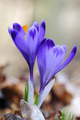 Šafran (Crocus&hellip;