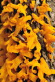 Calocera visco&hellip;