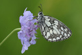 Melanargia gal&hellip;