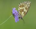 Melanargia gal&hellip;
