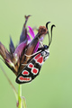 (Zygaena carni&hellip;
