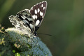 Melanargia gal&hellip;