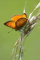 Lycaena virgau&hellip;