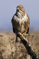 Škanjac (Buteo&hellip;