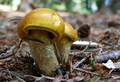Cortinarius su&hellip;