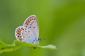 Plebejus argyr&hellip;