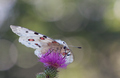 Parnassius apo&hellip;
