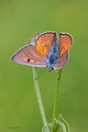 Lycaena alciph&hellip;