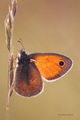 Coenonympha pa&hellip;