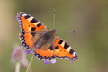 Aglais urticae&hellip;
