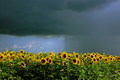 Sunflowers fie&hellip;
