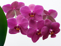 Orhideja