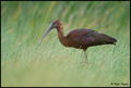 Blistavi ibis-&hellip;