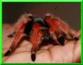 Brachypelma bo&hellip;