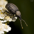 Vine weevil be&hellip;