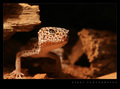 leopard gekon &hellip;