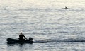 where dolphins&hellip;