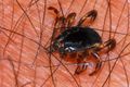 Krpelj, Ixodes&hellip;