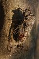 Cvrčak, Cicada&hellip;
