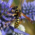 Osa, Vespula v&hellip;
