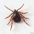 Krpelj, Ixodes&hellip;
