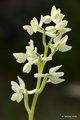 Orchis provinc&hellip;