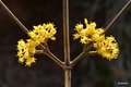 Drijen, Cornus&hellip;