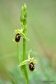 Ophrys untchji&hellip;