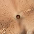 Macrolepiota p&hellip;