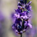 Lavanda, Lavan&hellip;