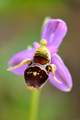 Ophrys rhodost&hellip;