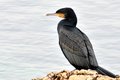 Phalacrocorax &hellip;