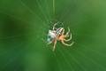 Araneus marmor&hellip;