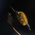 Bombylius majo&hellip;