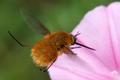 Bombylius majo&hellip;