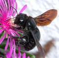Crna pčela drv&hellip;