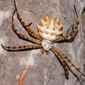Argiope lobata&hellip;