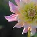 Dalija, Dahlia&hellip;