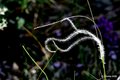Kovilje, Stipa&hellip;
